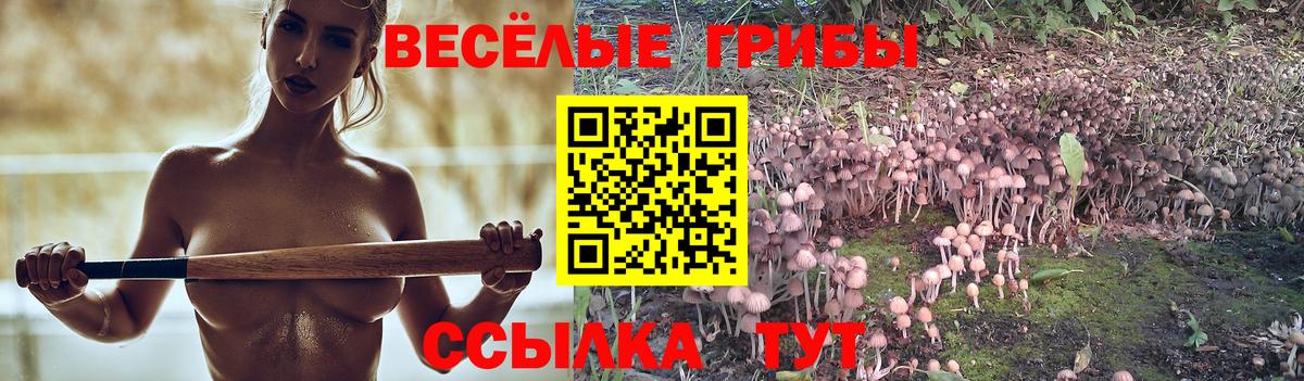 Кинель  Галлюциногенные грибы прущие грибы  Галлюциногенные грибы мицелий  Вход с VPN 